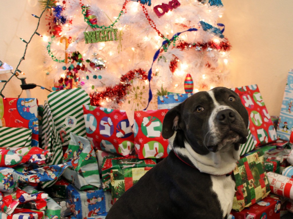 Tyson watches over gifts at Bernal Dwellings.