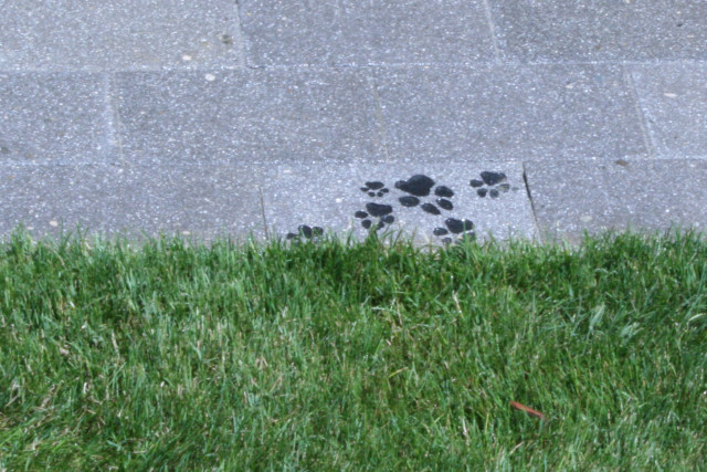 Pawprints engraved on pavers along the grass indicate an off-leash dog play area. It stretches from the promenade to the 18th street entrance, to the crest of a small incline.