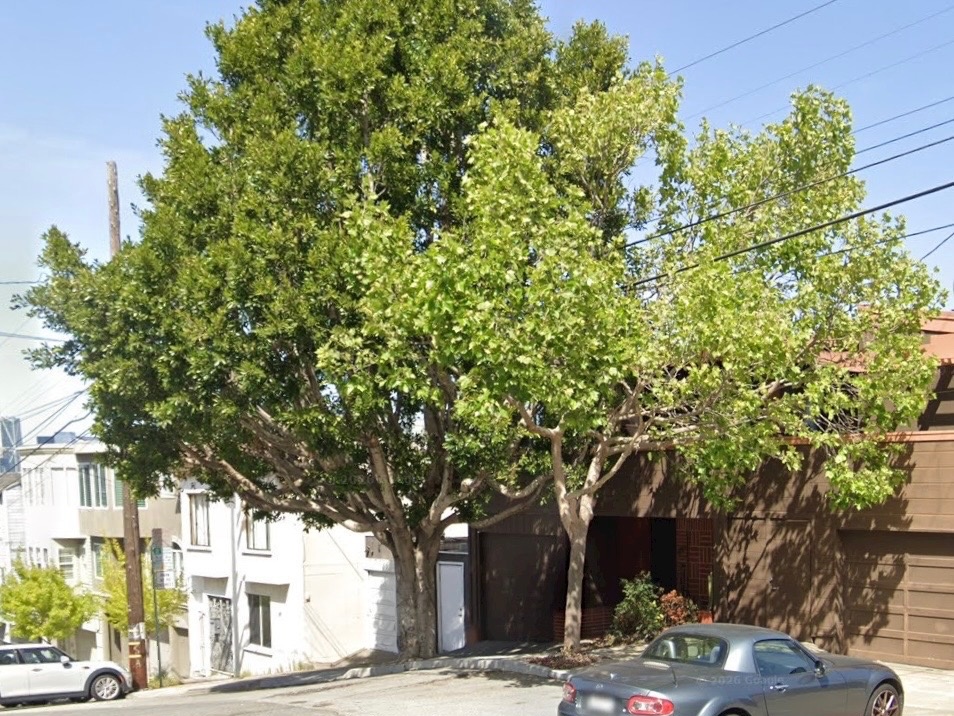 S.F. Board of Appeals just voted to save a 25-year-old-tree. This may be one of the last times, they warn.